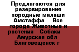 Предлагаются для резервирования породные малаши Амстаффа  - Все города Животные и растения » Собаки   . Амурская обл.,Благовещенск г.